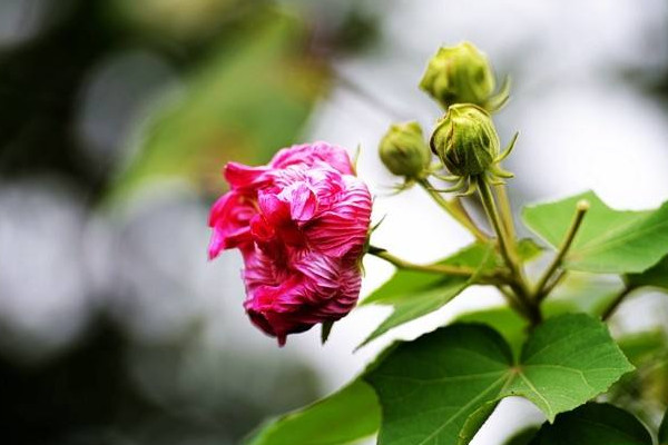 芙蓉花叶子怎么栽培