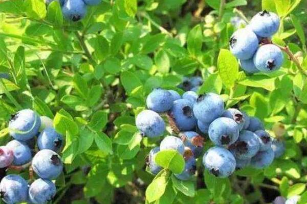 蓝莓树和冬青树的区别