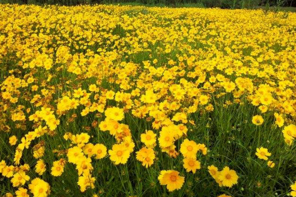 金鸡菊的花语是什么