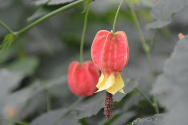 蔓性风铃花怎么搭架