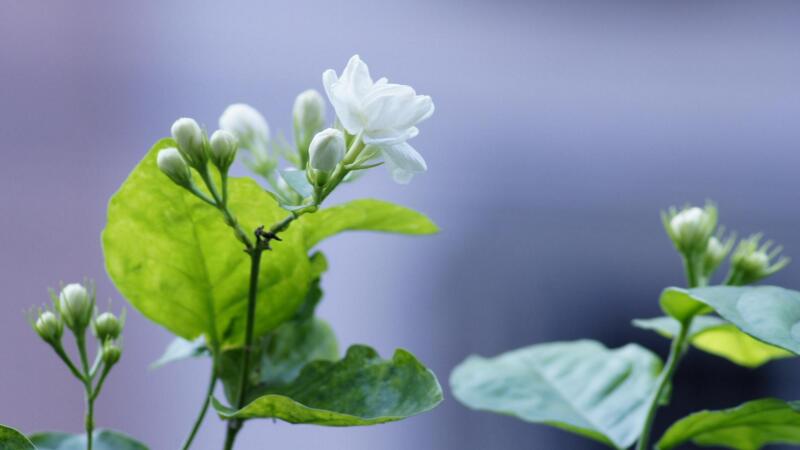 茉莉怎样浇水