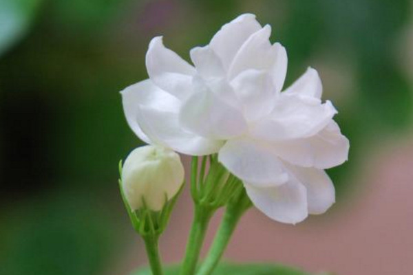 茉莉怎样浇水