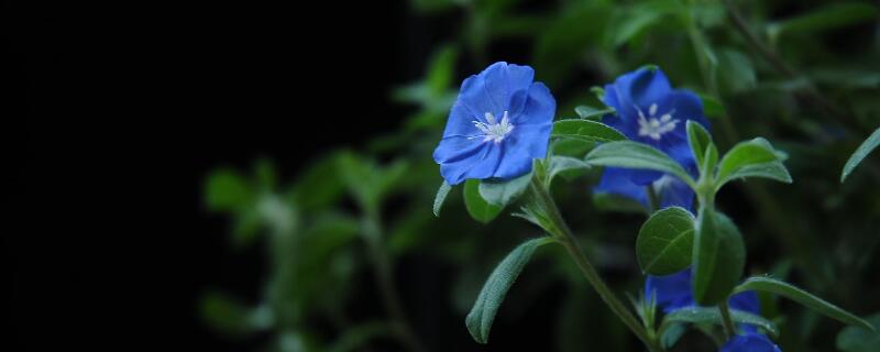 蓝星花开花时间