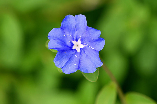 蓝星花开花时间