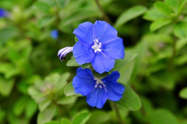 蓝星花开花时间