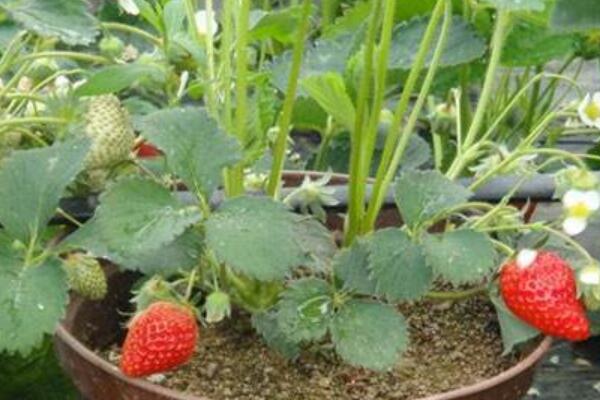 盆栽草莓种植法