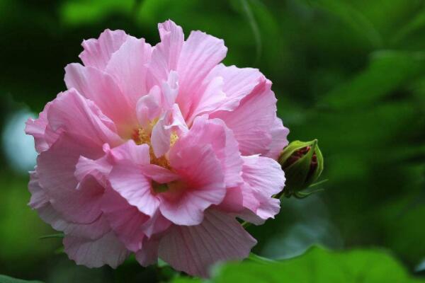 盆栽芙蓉花怎样繁殖