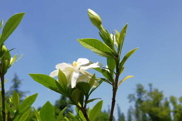 栀子花的花语