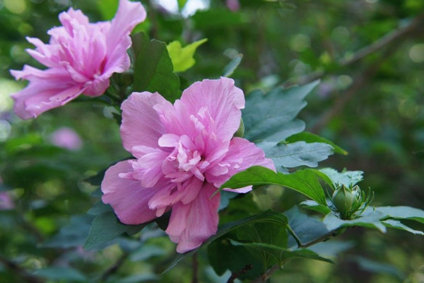 木槿花冬天的养殖方法