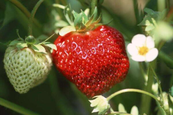草莓夏天怎么管理