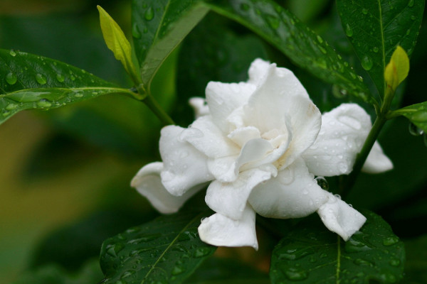 桅子花蕾没开就落了