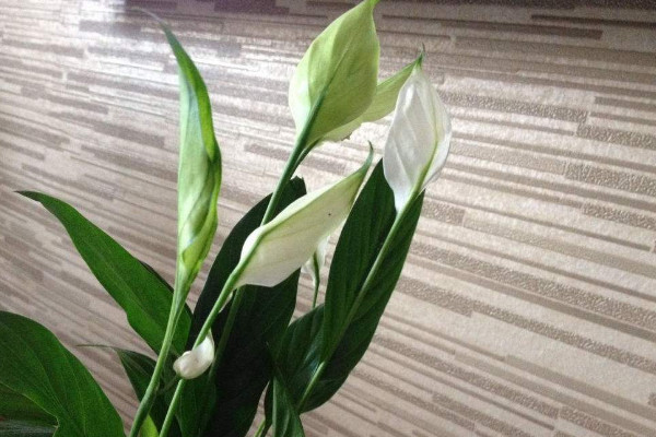 白掌花变绿了要剪掉吗