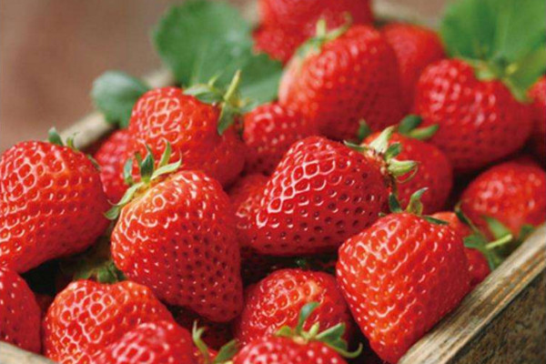 草莓种植技术与管理