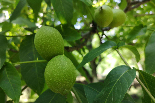 种植核桃树不结果的原因是什么