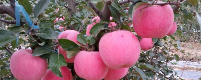 红富士苹果树施肥时间