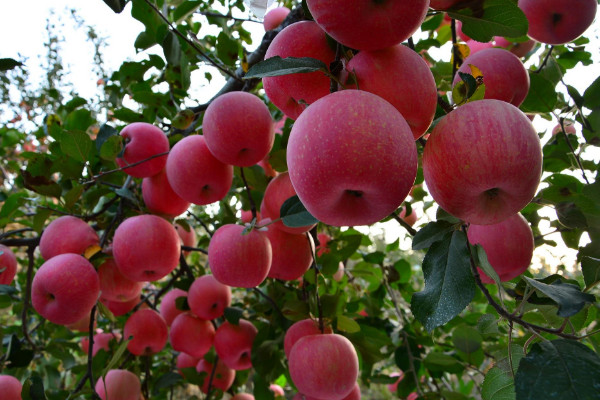 红富士苹果树施肥时间