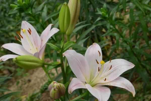 百合花生虫子了怎么办