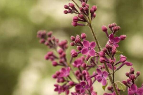 野丁香花有毒吗