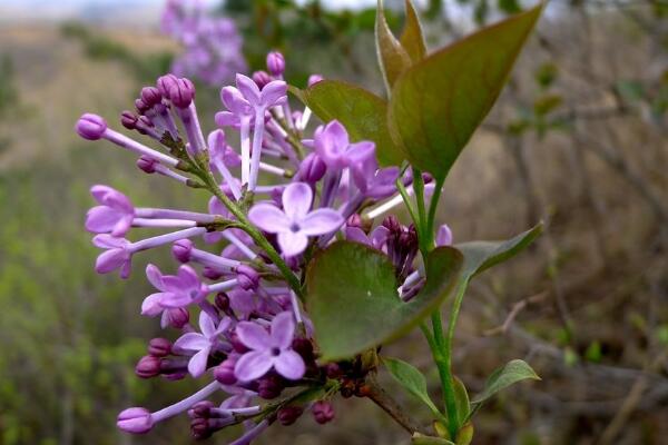 野丁香花有毒吗