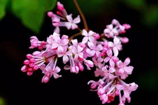 为什么丁香花叫狗牙花