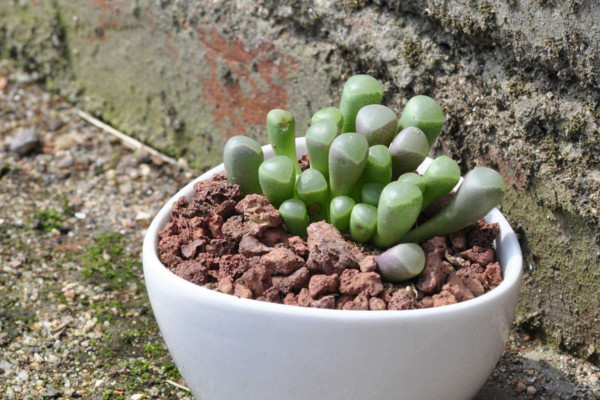 多肉植物怎么养护