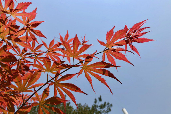 五角枫和槭树的区别