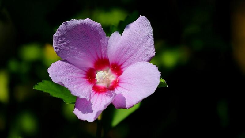 木槿花花语