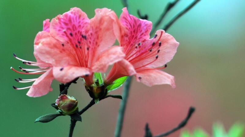 杜鹃花夏天怎么养