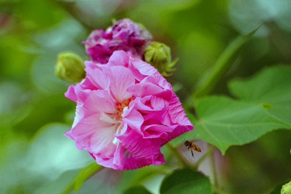 芙蓉花花语