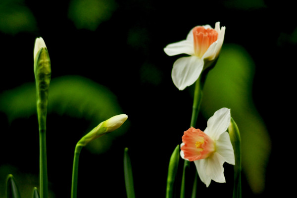 关于水仙花的知识