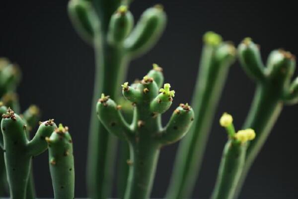 绿玉树怎么繁殖