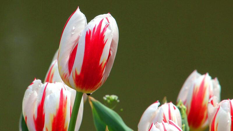 郁金香花语是什么