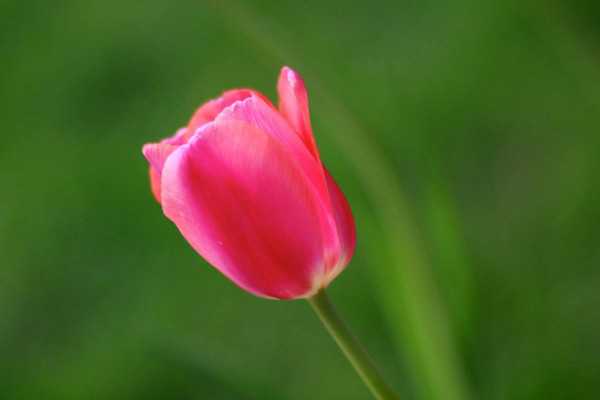 郁金香花语是什么