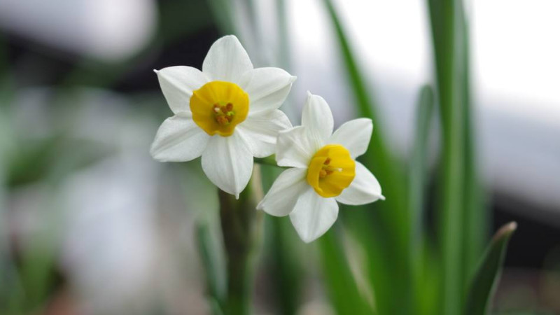 水仙花的花语