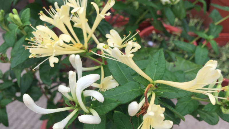 盆栽金银花种植技术