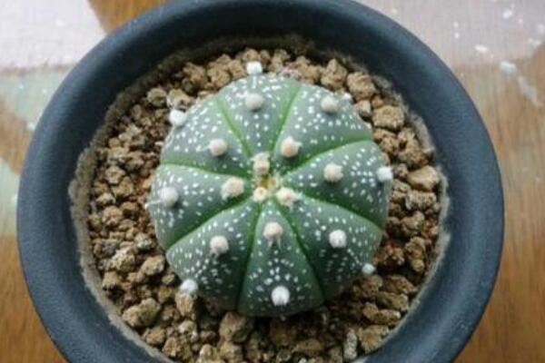 星兜的养殖方法