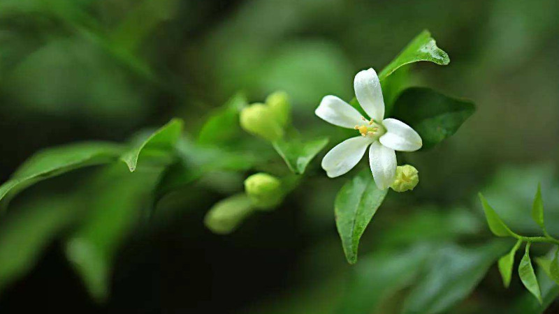 七里香花的养殖方法