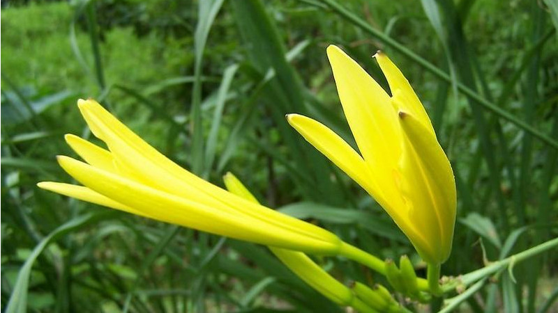 新鲜黄花菜有毒吗