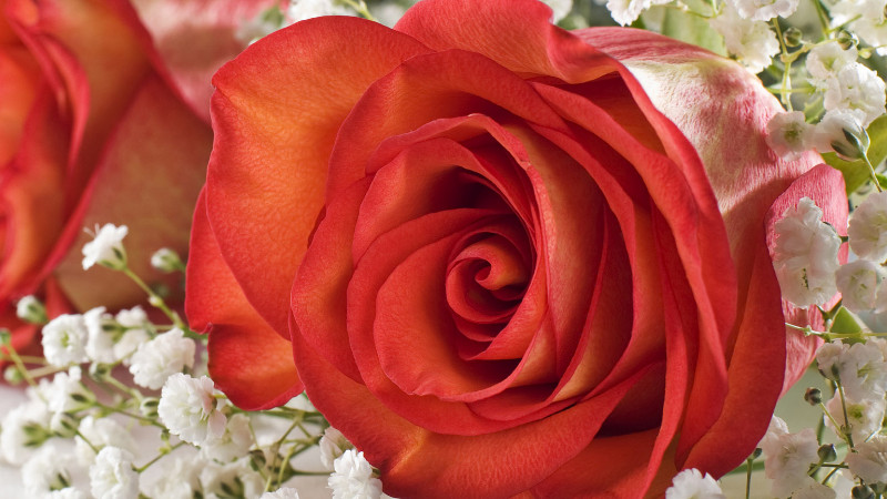 情人节送什么花，红玫瑰/百合/郁金香都很合适