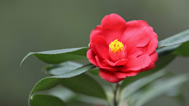 茶花什么时候开花