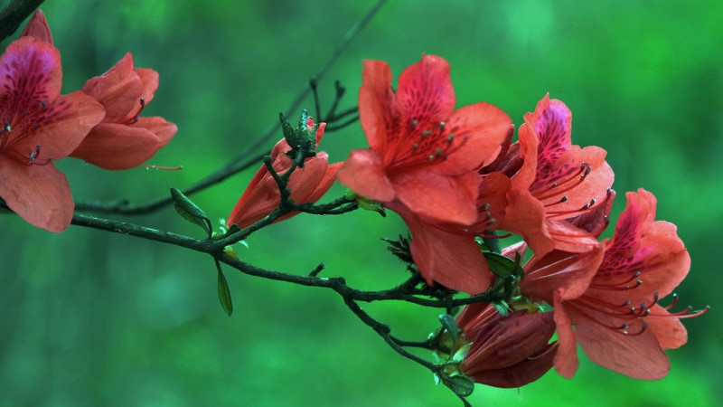 杜鹃花开花后怎么修剪