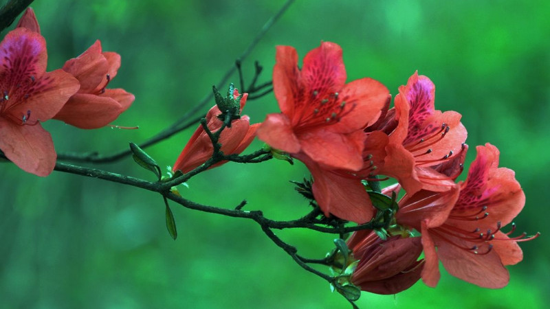 杜鹃花开花后怎么修剪