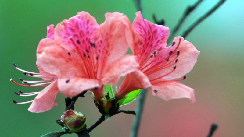 杜鹃花花苞干了怎么办