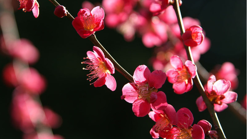 二月开什么花