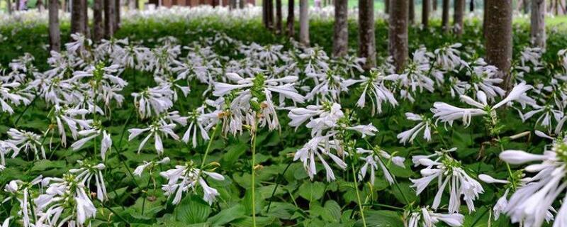 玉簪花怎样种植