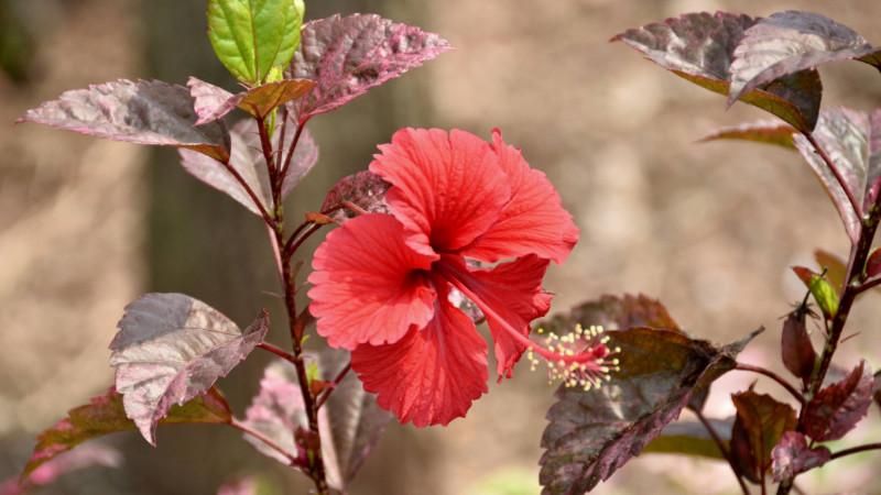 扶桑花什么季节修剪好