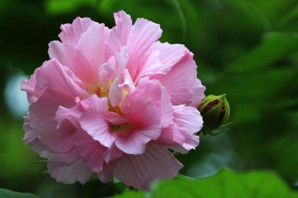 芙蓉花怎么分株