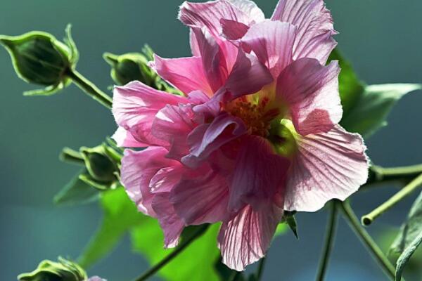 芙蓉花怎么分株