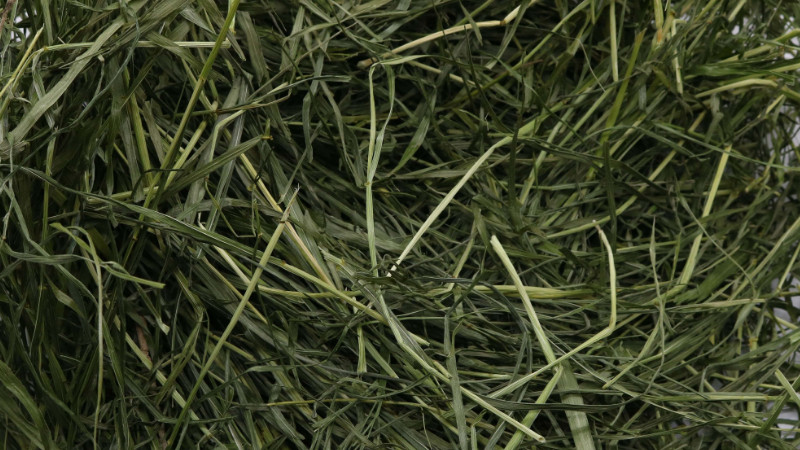 黑麦草种植方法