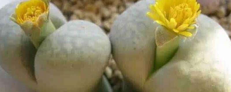 屁股花长高了怎么办